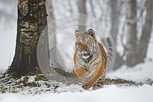 Ussuri tiger running straight into the camera. Winter close up shot in the snow
