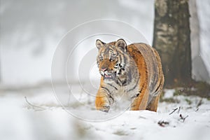 Ussuri tiger walking straight into the camera. Winter close up shot in the snow
