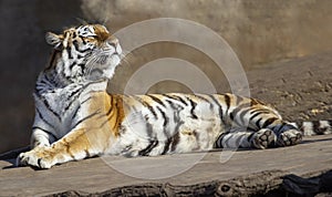 Ussurian tiger is having sunbath