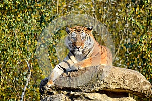 Ussurian Tiger Lying on Rock