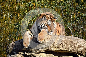 Ussurian Tiger Resting on Rock