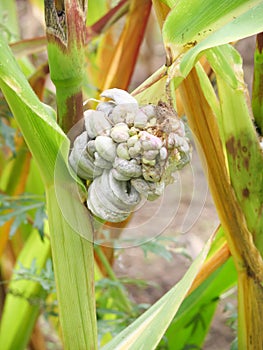 Ustilago sporangia on corn