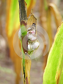 Ustilago sporangia in leaves