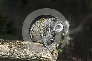 Ustiti (Callithrix jacchus) marmosets