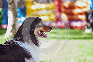 Ðustralian shepherd at the show, Exhibition of dogs