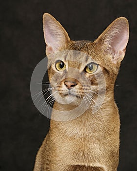 Usual Abyssinian portrait photo