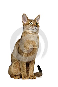 Usual Abyssinian portrait photo