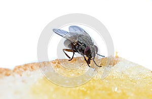 The usual black insect fly sits and eats food: watermelon, bread, honey, pie