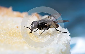 The usual black insect fly sits and eats food: watermelon, bread, honey, pie