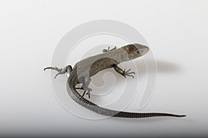 Usual gray lizard on white background