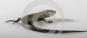 Usual gray lizard on white background