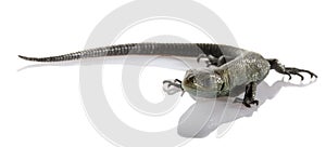 Usual gray lizard on white background