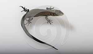 Usual gray lizard on white background