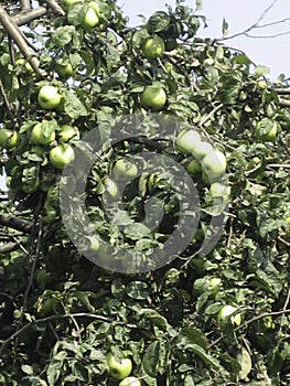 The usual green apples ripen in the village the Apple tree