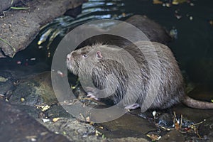 Usual large nutria