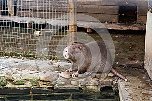 The usual large nutria is located near the water.