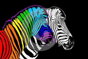 Usual & rainbow color zebra black background isolated, individuality concept, stand out from crowd, think different, creative idea
