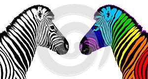 Usual & rainbow color zebra white background isolated, individuality concept, stand out from crowd, think different, creative idea