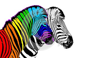 Usual & rainbow color zebra white background isolated, individuality concept, stand out from crowd, think different, creative idea