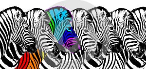 Usual & rainbow color zebra white background isolated, individuality concept, stand out from crowd, think different, creative idea