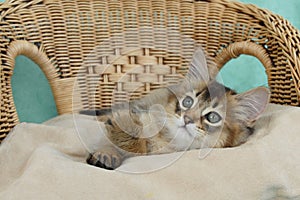 Usual somali kitten on a wicker chair photo