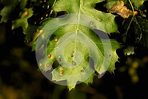 Usually Harmless Bumps on Maple Leaf