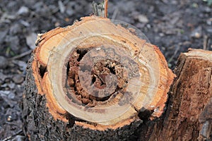Ð¡ut of old tree trunk with damage to woodworm beetle.