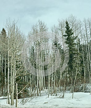 Utah Aspens