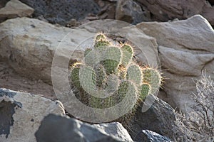 Utah Beavertail Cactus backlit against sandstone rocks along the Virgin River