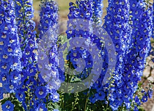 Utah Blue Delphinium Summer Flowers