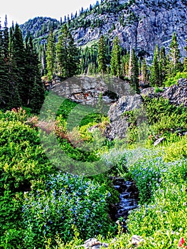 Utah Canyon Hiking Trail towards the Wasatch Mountains