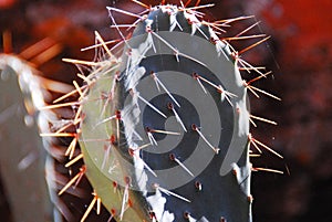 Utah- Close Up of Long CactusThorns on a Opuntia polyacantha