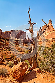 Utah Juniper in Arches National Park