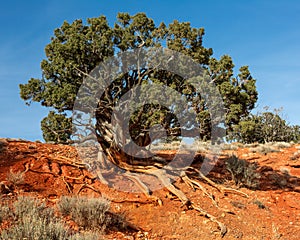 Utah Juniper root erosion