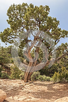 Utah Juniper Tree