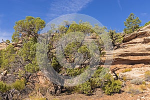 Utah juniper tree along the Canyon Rim Trail