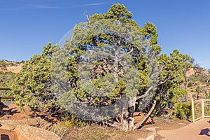 Utah juniper tree with fresh blueish cones
