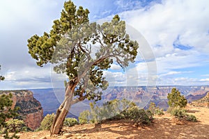 Utah Juniper Tree in Grand Canyon NP