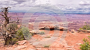 Utah Juniper, White Rim Overlook Trail, Canyonlands National Par