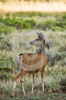 Utah Mule Deer