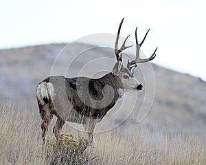 Utah Mule Deer