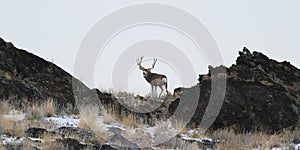 Utah Mule Deer photo