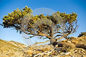 Utah Pinyon