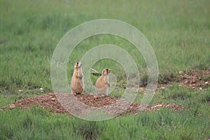 Utah Prairie Dog ,Bryce Canyon National Park,USA