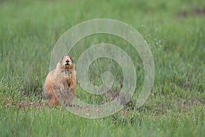 Utah Prairie Dog ,Bryce Canyon National Park,USA