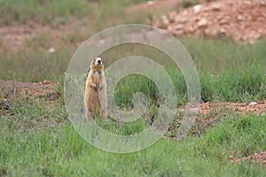 Utah Prairie Dog ,Bryce Canyon National Park,USA