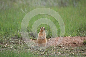 Utah Prairie Dog ,Bryce Canyon National Park,USA