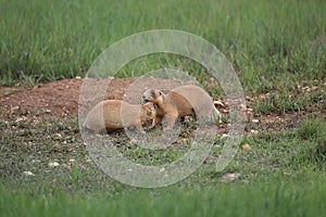 Utah Prairie Dog ,Bryce Canyon National Park,USA