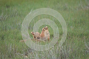 Utah Prairie Dog ,Bryce Canyon National Park,USA