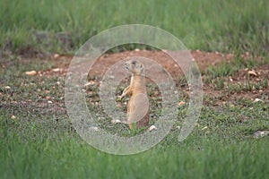 Utah Prairie Dog ,Bryce Canyon National Park,USA